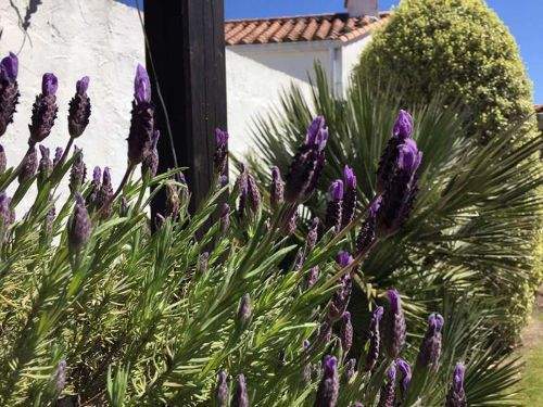 Coupe d’entretien pour préserver forme et santé des végétaux