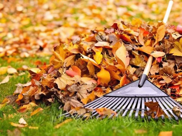 Ramassage de feuilles Nantes