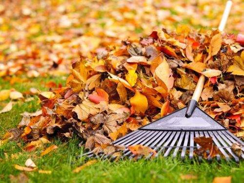 Collecte des feuilles pour un jardin propre et net